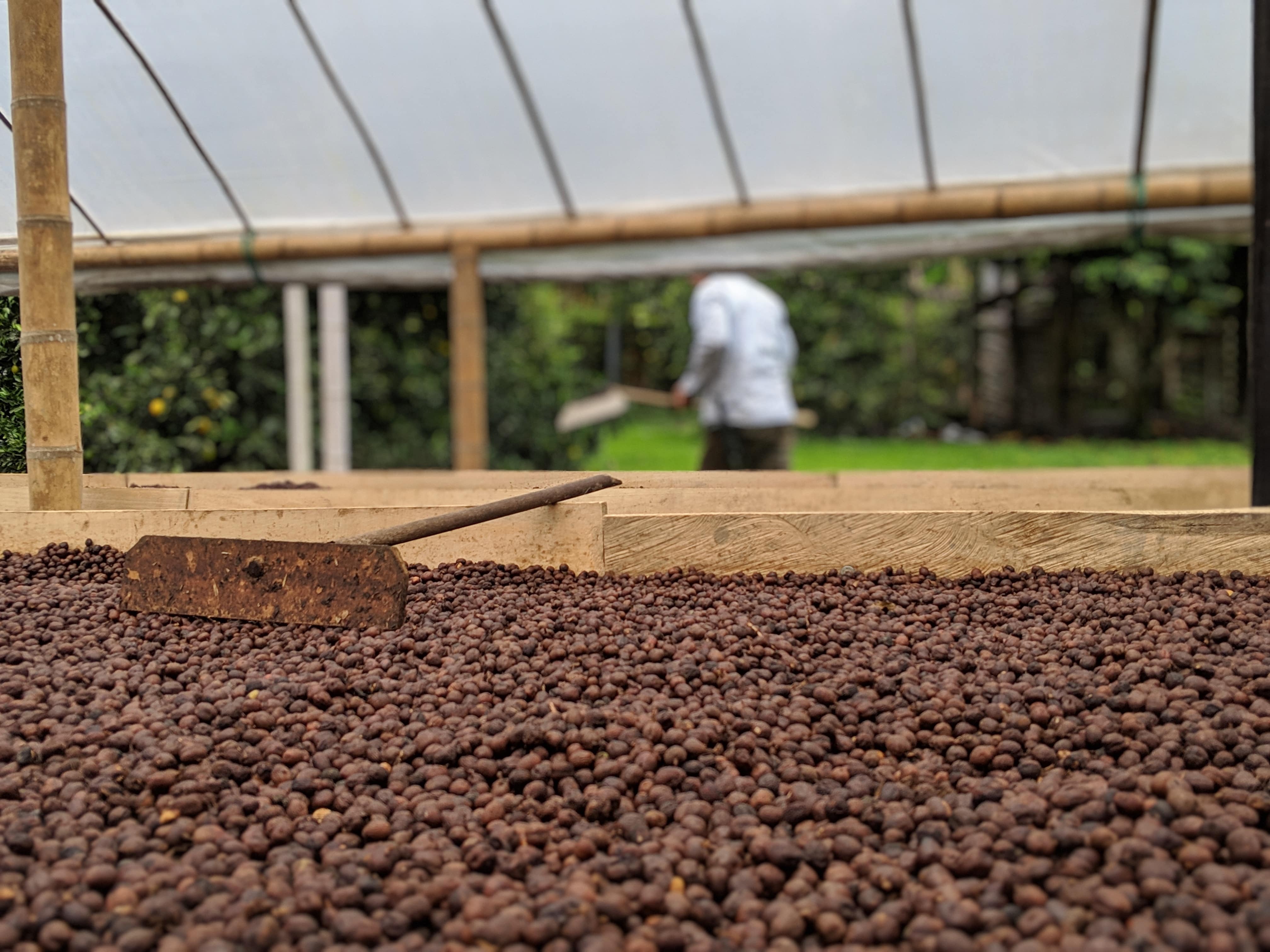 Koffeinfrei