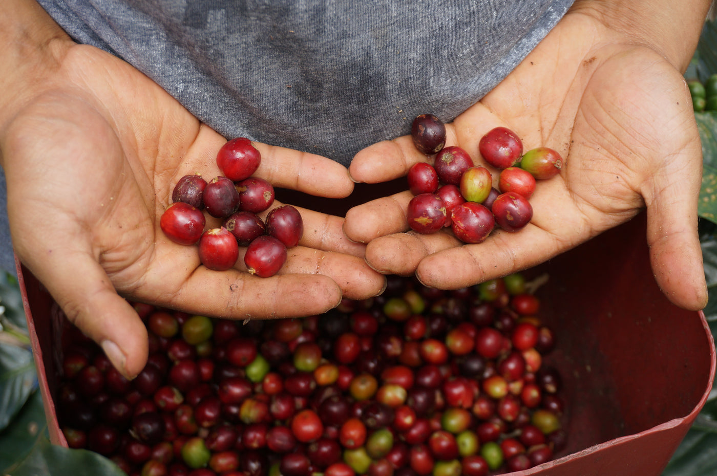 Varietät – Bildbeschreibung